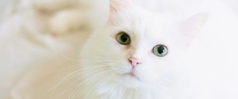 White cat looking toward the camera.