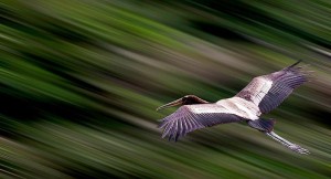http://commons.wikimedia.org/wiki/File:Bird_in_flight-_Panning_shot.jpg