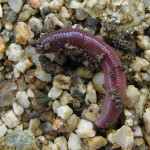http://upload.wikimedia.org/wikipedia/commons/8/8d/Earthworm_Mi%C3%B1oca_060106GFDL.jpg
