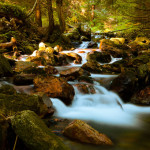 http://www.publicdomainpictures.net/view-image.php?image=18975&picture=mountain-stream-in-forest