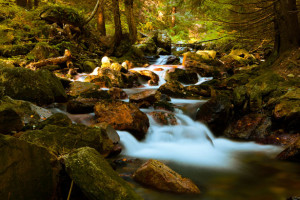 http://www.publicdomainpictures.net/view-image.php?image=18975&picture=mountain-stream-in-forest