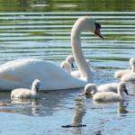 http://www.publicdomainpictures.net/view-image.php?image=22078&picture=swan-with-cygnets