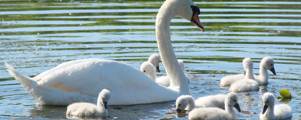 swan-with-cygnets