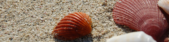 Seashells_Sand