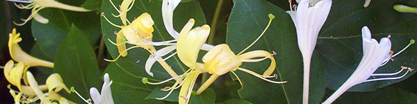 honeysuckle-blossoms_Cropped