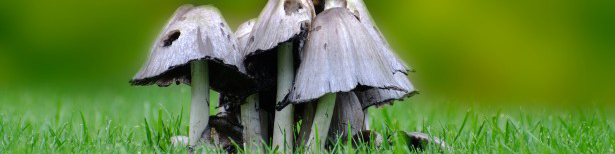 mushroom-on-the-grass-1382541830Nnq
