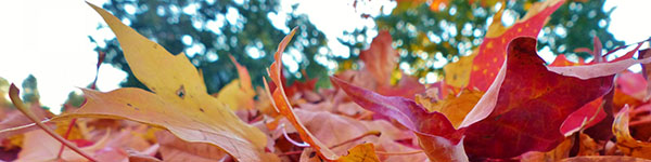 fall-leaves-1384558048JYc