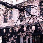Cherry blossoms in front of a building