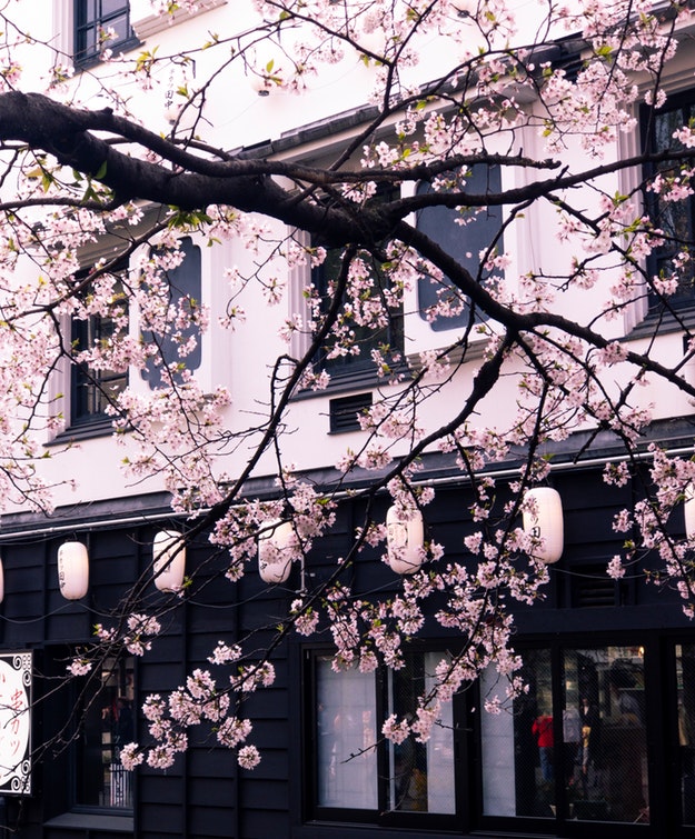 Cherry blossoms in front of a building