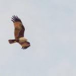 A falcon in flight.