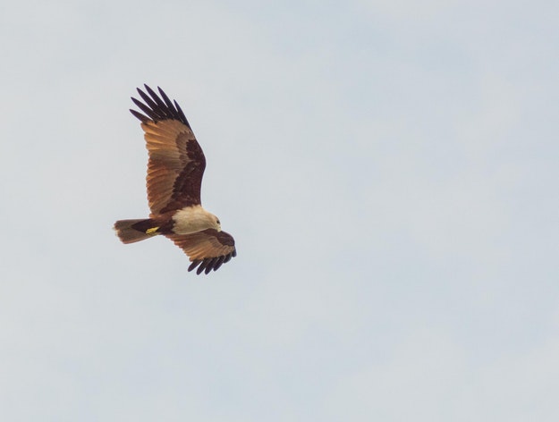 A falcon in flight.