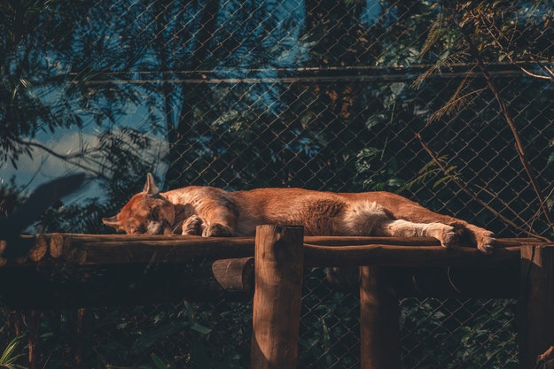Cougar sleeping in a cage.