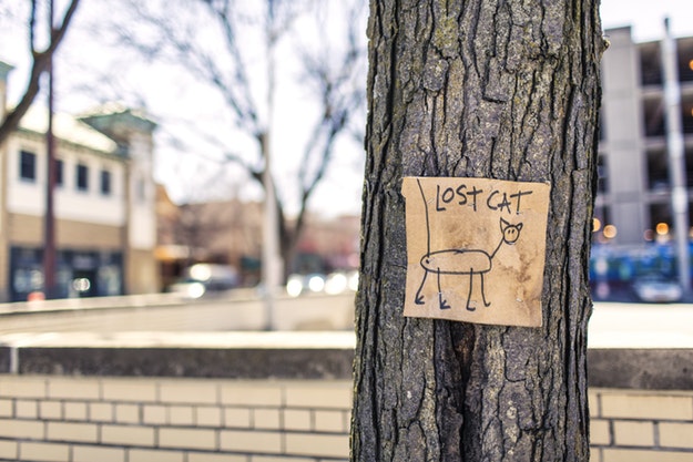 A drawn "lost cat" sign posted on a tree. 