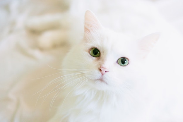 White cat looking toward the camera.