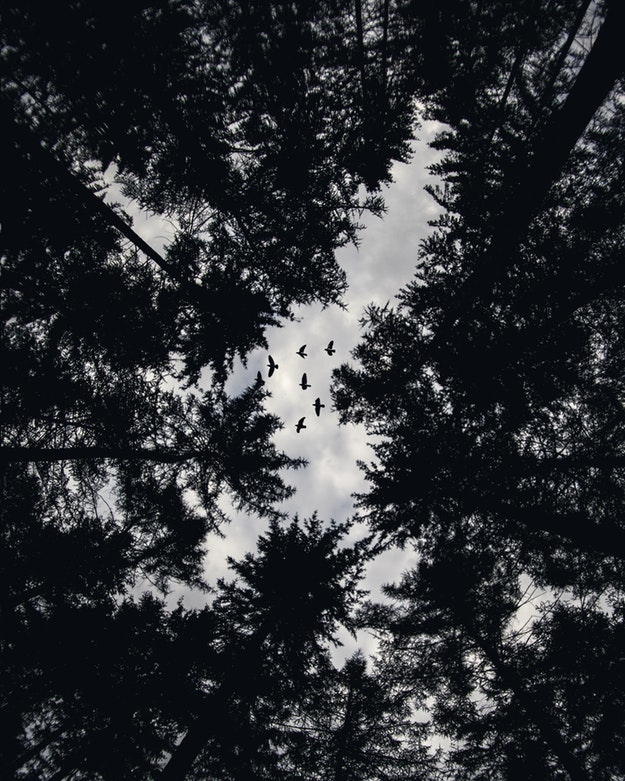 Birds flying over forest.