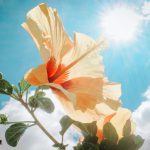 Flower in the sun.