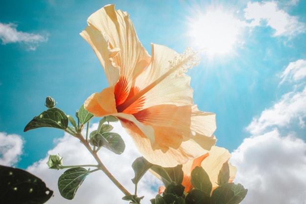 Flower in the sun.
