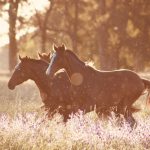 Two horses standing in a field.
