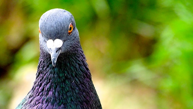 A close-up of a colorful pigeon.