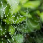 A spider web with rain drops.