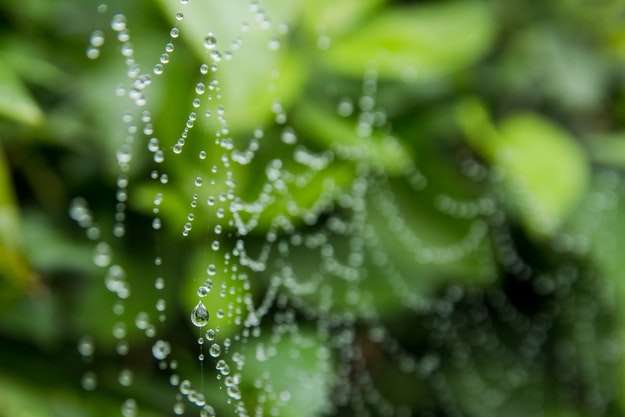 A spider web with rain drops.