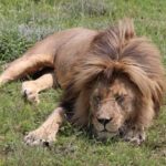 Old lion resting peacefully