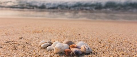 Sea shells on golden sand before crashing waves