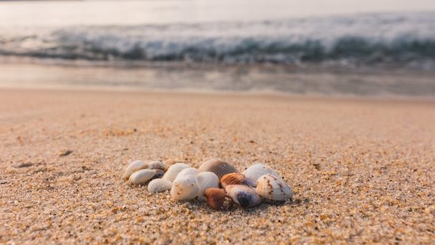 Sea shells on golden sand before crashing waves