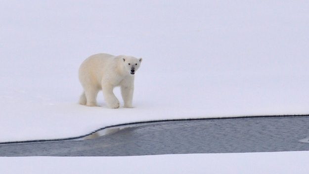 Polar bear on piece of Arctic ice