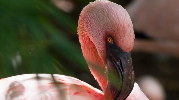 A pink flamingo