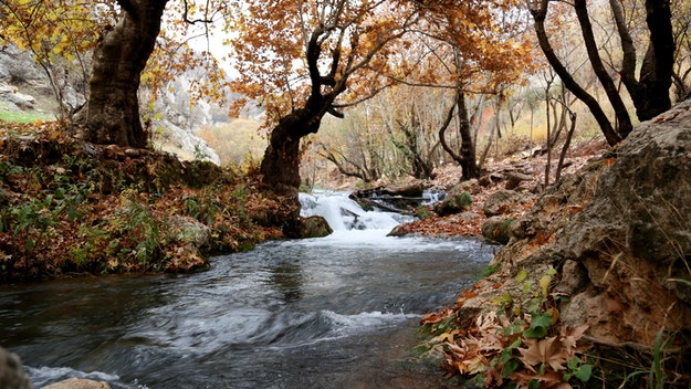 Flowing stream in forest