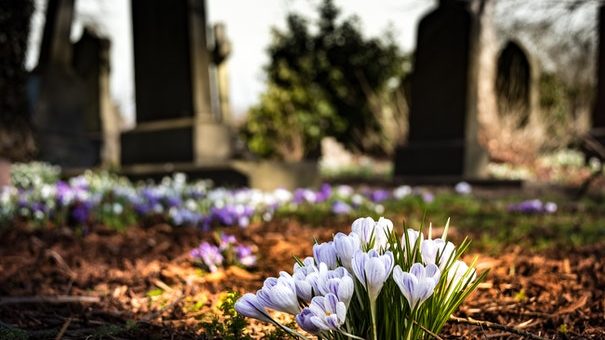 Flowers growing at cemetery