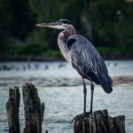 Great blue heron posturing on a log in a river