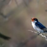 Swallow sitting on a tree limb in nature