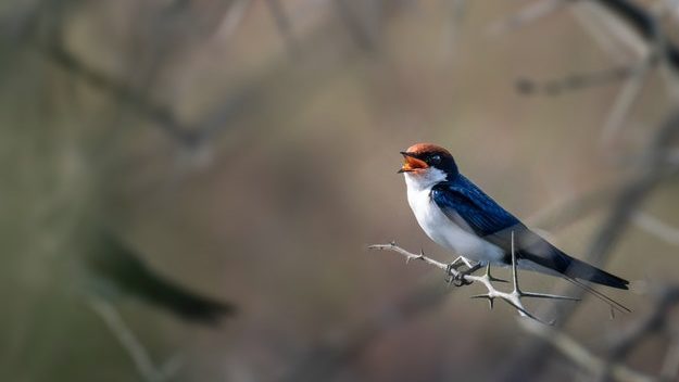 Swallow sitting on a tree limb in nature