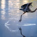 A heron taking flight out of water