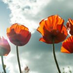 Poppy flowers under the sunshine