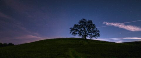 Tree in on hill in a field under the night sky