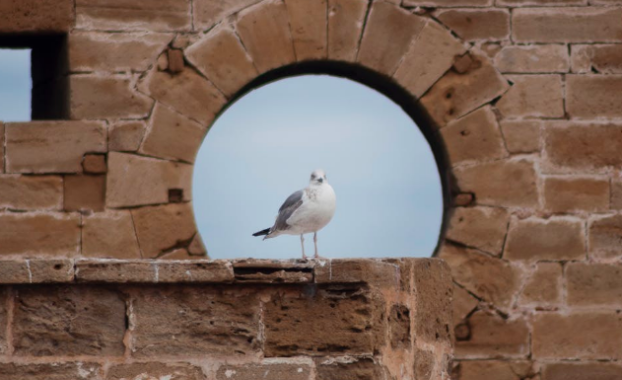 A seagull looking directly ahead while standing in front of a window surrounded by brick.