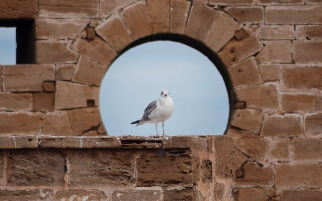 A seagull looking directly ahead while standing in front of a window surrounded by brick.