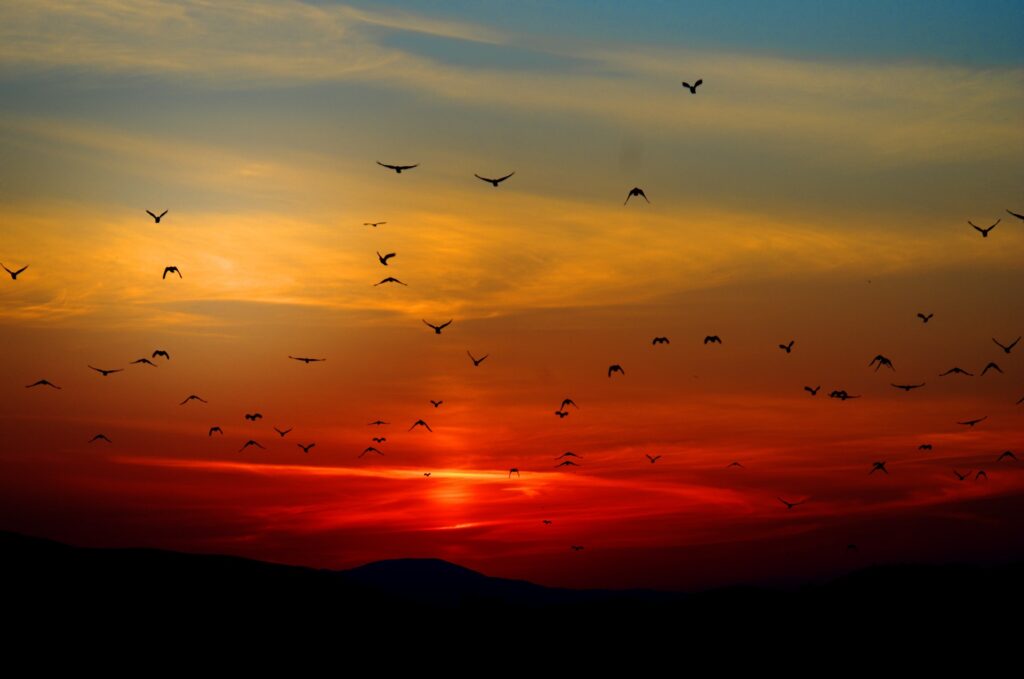Birds flying through a bright red sunset