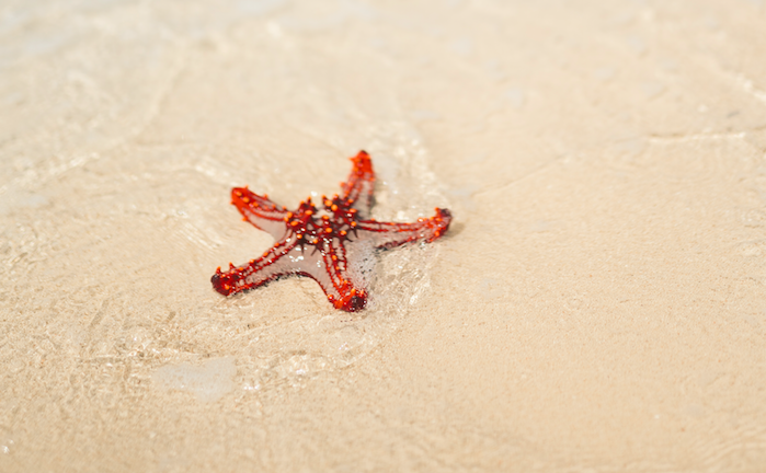 A starfish washed up on the beach