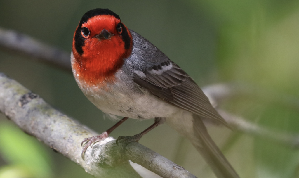 A red-faced warbler on a branch, staring ahead