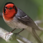 A red-faced warbler on a branch, staring ahead