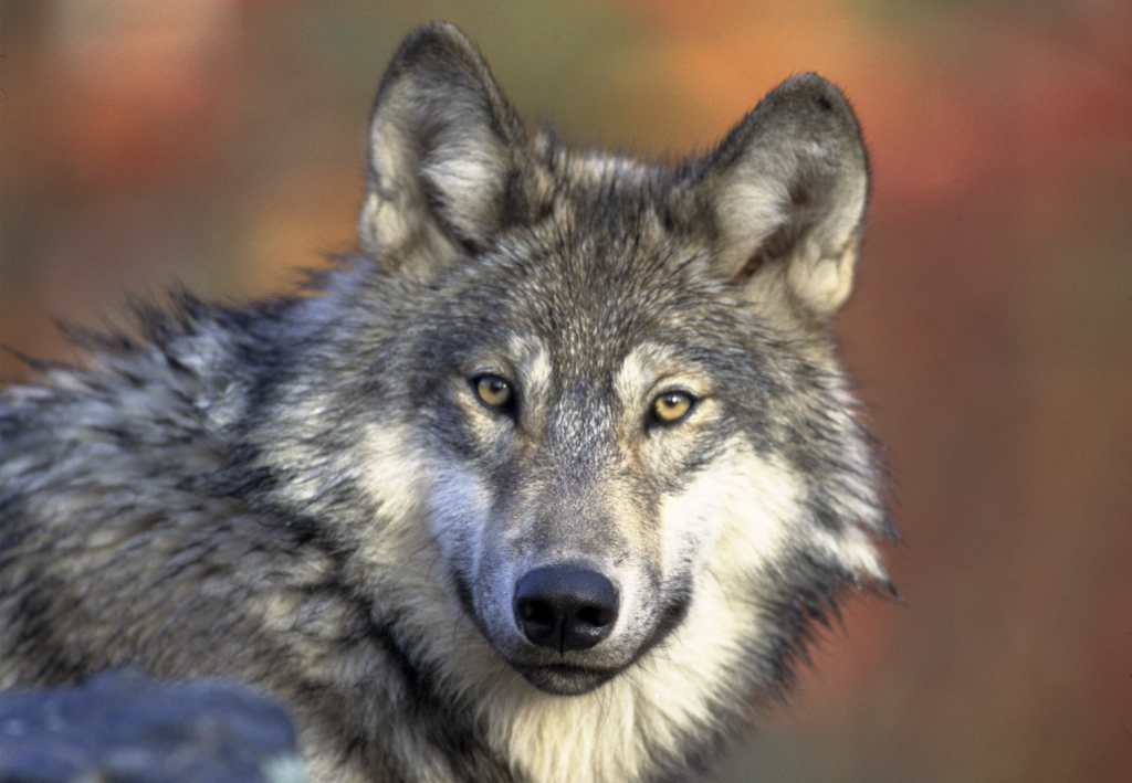 A yellow-eyed wolf staring into the camera.