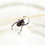 A black widow spider hanging on a small stick