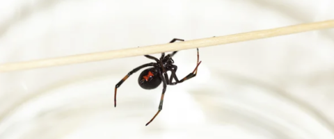 A black widow spider hanging on a small stick