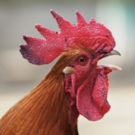 A close up of a chicken squawking
