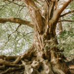 A large tree with long roots and branches
