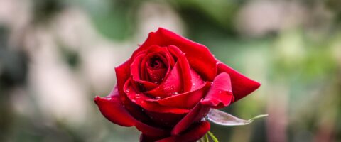 A rose with drops of dew on its petals